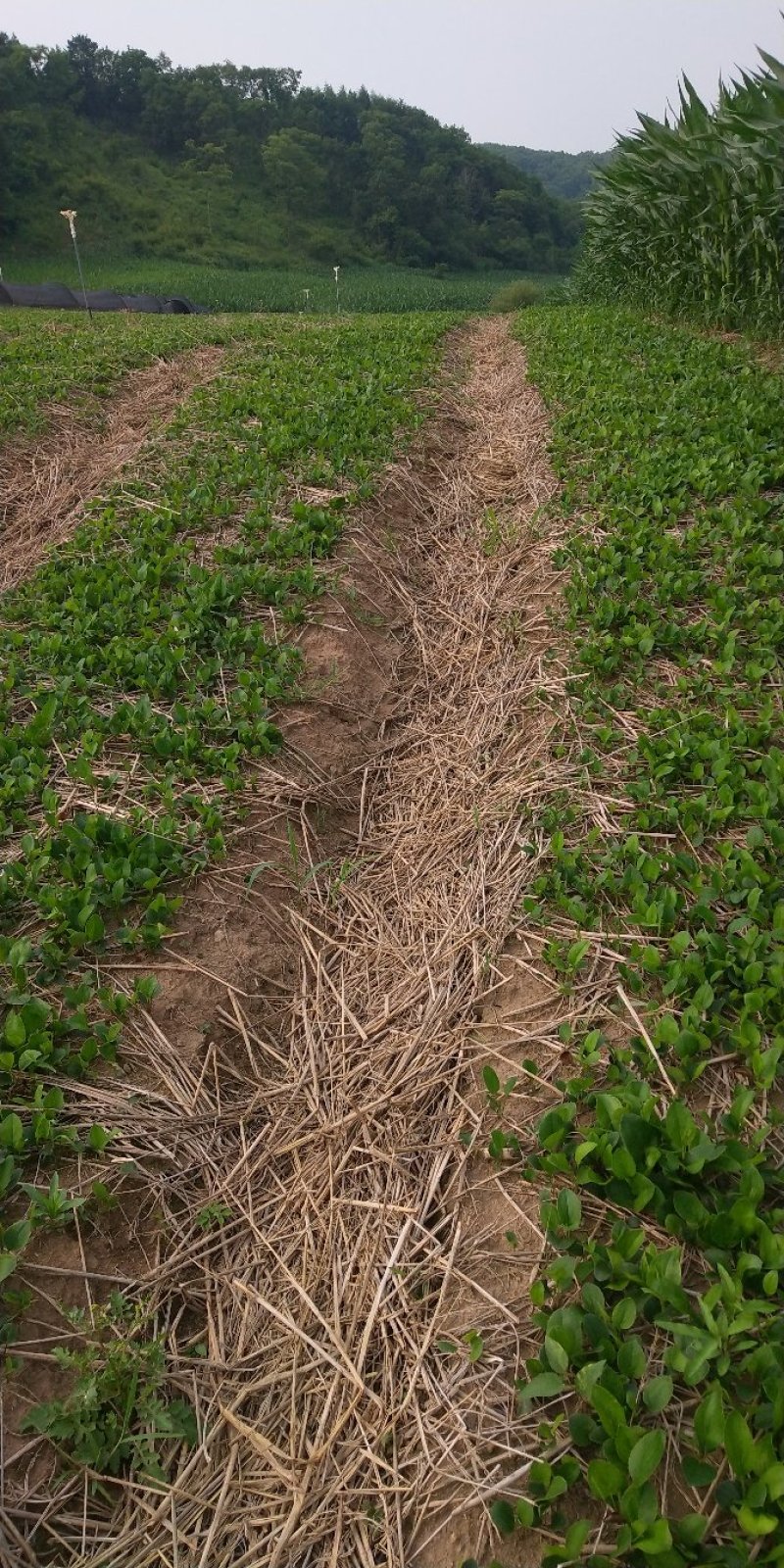 [蒼術種苗批發]陜西商洛鎮安縣蒼術種苗 0.60元/棵秦嶺地區半 _ 一畝