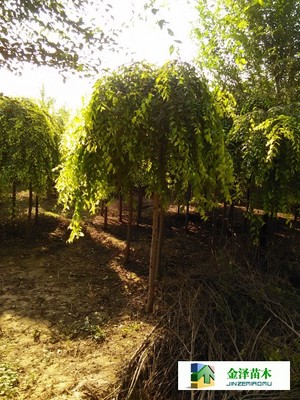 河南垂榆陜西垂榆寧夏垂榆_河北保定博野金澤綠化苗木基地_商國互聯(lián)網(wǎng)