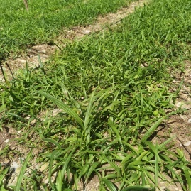 陜西商洛鎮(zhèn)安縣白芨種苗徐春濤種植基地_地址_產(chǎn)地貨源