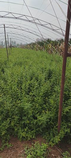 [黃刺梅種苗批發(fā)]陜西咸陽楊陵區(qū)黃刺梅種苗 1.00元/棵黃刺梅 _ 一畝田