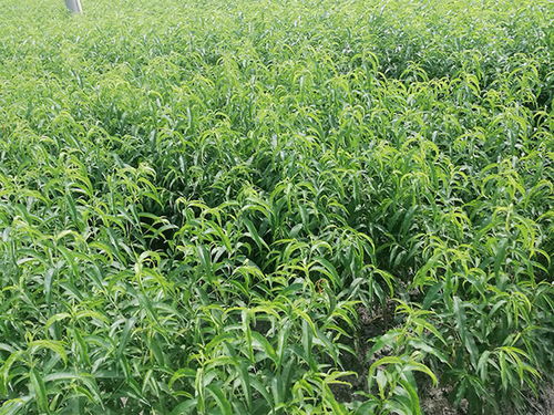 炎陵縣樂康水果種植專業(yè)合作社