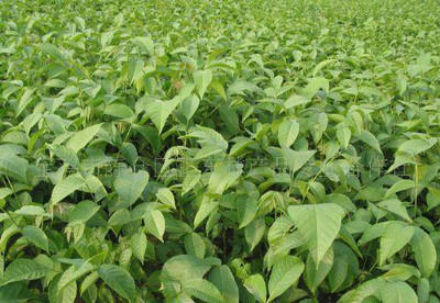 陜西寶雞正東林產(chǎn)品專業(yè)合作社生產(chǎn)的各種優(yōu)質品種核桃樹苗