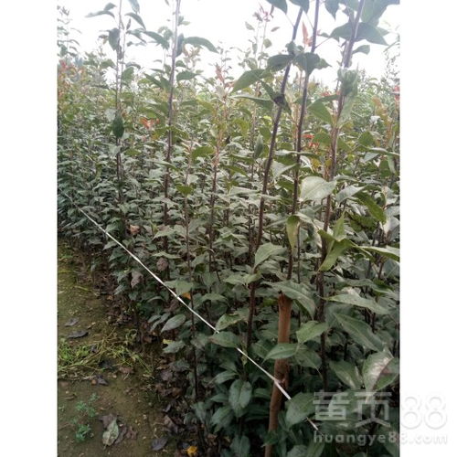 【玉露香梨樹苗什么價注意事項1公分梨樹苗價格、】- 