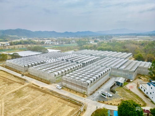 不誤農(nóng)時不誤春 廣東 工廠化 種苗繁育備戰(zhàn)春耕