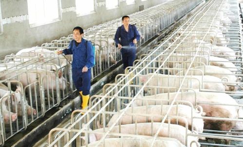 2021年的養(yǎng)殖風險很大,能學會這幾個規(guī)避方法,才是重點工作