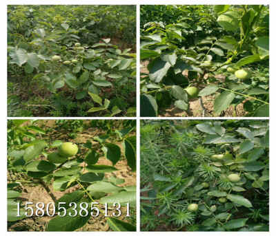 核桃苗什么價(jià)位 新聞 陜西榆林當(dāng)年核桃樹苗哪里便宜