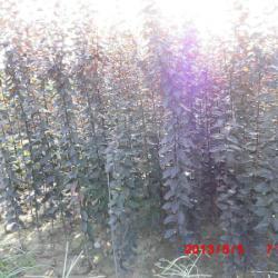 供應(yīng)用于綠化的陜西紅葉李樹苗批發(fā)商,紅葉李種苗基地