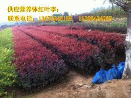 【供應(yīng)西安營養(yǎng)缽紅葉李、紫葉李、陜西叢生密枝紅葉李】價格,廠家,其他種子種苗