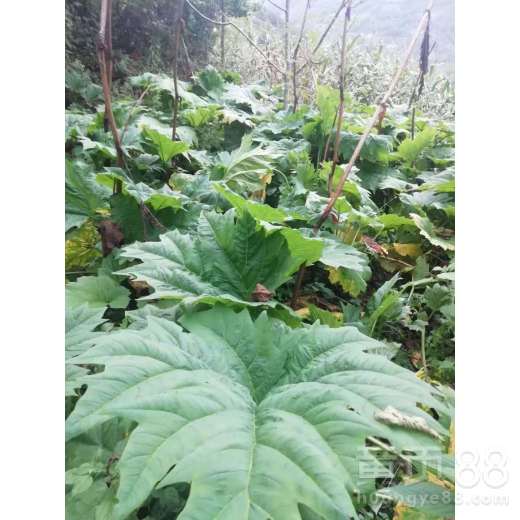 【陜西省安康市旬陽縣大黃種苗批發】- 