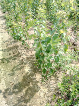 陜西山東杏樹種苗成苗量大質優(yōu)