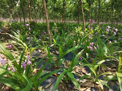 [白芨種苗批發(fā)]陜西商洛商州區(qū)白芨種苗 0.55元/棵白芨苗子, _ 一畝田