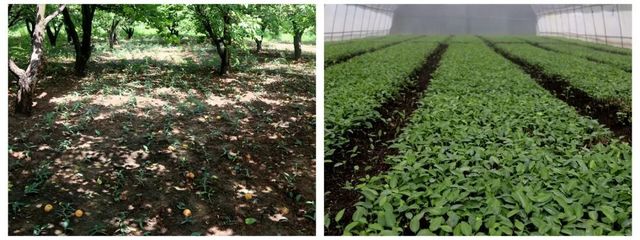 科技報(bào)國 奉獻(xiàn)西部 | 把科技成果寫在希望的田野上