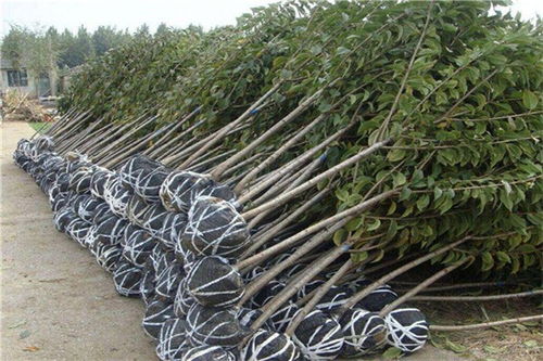 博樂哪有賣大櫻桃樹苗的現(xiàn)貨銷售