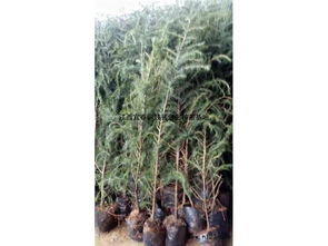 陜西雪松杯苗批發(fā)產(chǎn)地