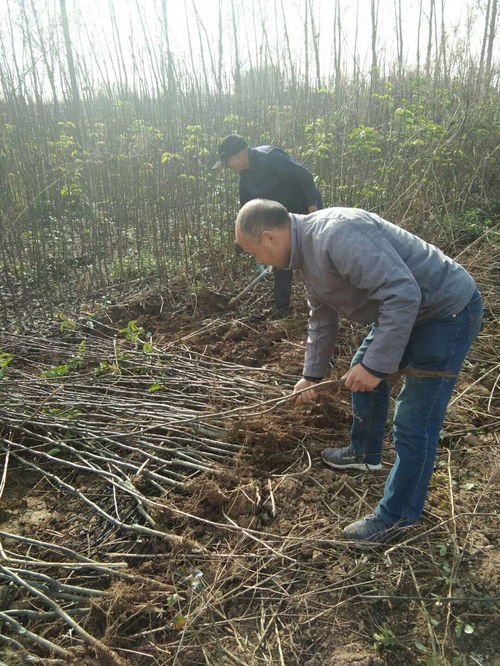【紅香酥梨樹苗哪里便宜陜西紅香酥梨樹苗批發(fā)價(jià)格】-