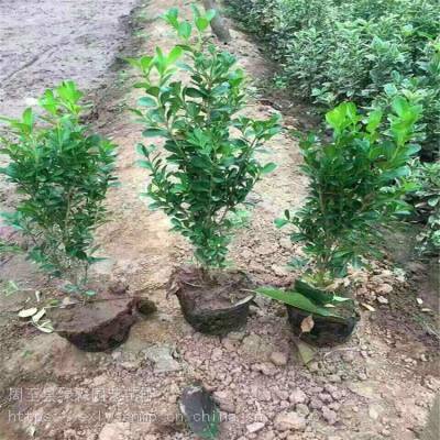 陜西西安出售小葉黃楊 周至高三黃楊營養杯樹苗批發 陜西綠森園藝苗圃價格 中國供應商