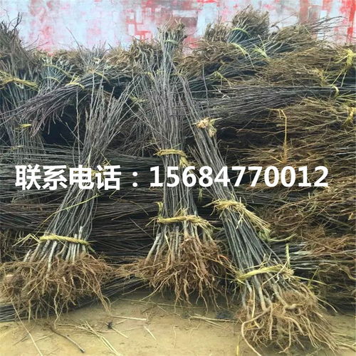 金果梨樹苗 金果梨樹苗價(jià)格及報(bào)價(jià)