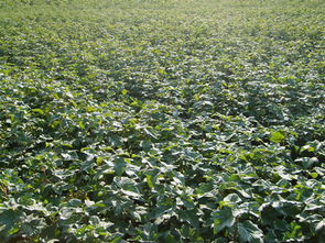 隋延軍出售黑加侖樹苗 黑醋栗 品質好 獲大家贊揚