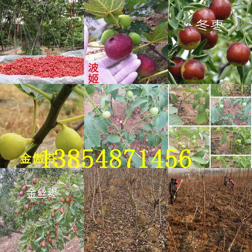 【陜西渭南柿子樹苗出售價錢、2年柿子樹苗哪里才賣】- 