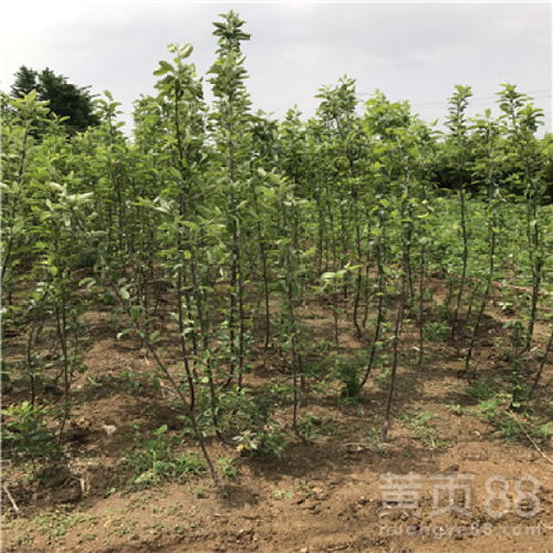 【響富蘋果苗出售價格、響富蘋果苗什么時候種植好】- 