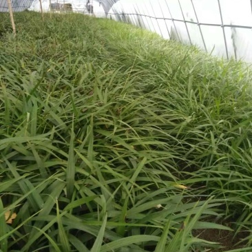 [白芨種苗批發]陜西商洛山陽縣白芨種苗 0.40元/棵優質白芨苗 _ 一畝田