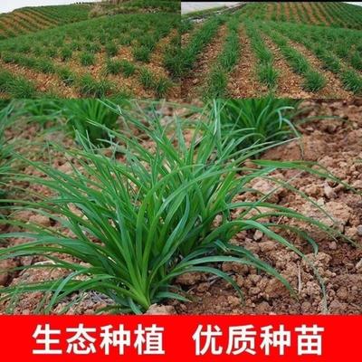 優質陜西大荔沙苑品種黃花菜根苗