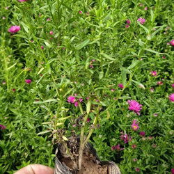 陜西荷蘭菊種苗種植基地批發(fā)