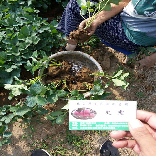 【202草莓苗哪里出售、銷售便宜202草莓苗價格】- 