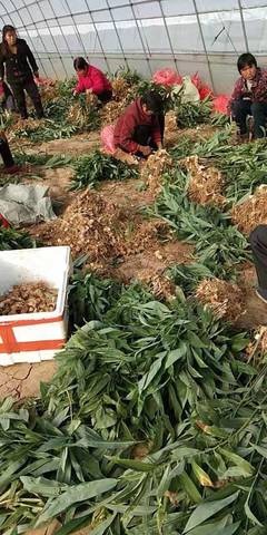 漢中黃精育苗技術