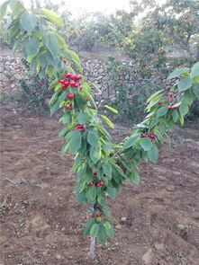 【薩米脫吉塞拉矮化櫻桃苗安慶1公分早大果櫻桃苗】-