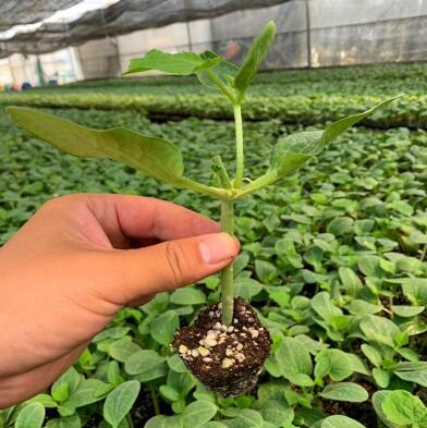 聊城西瓜苗培育基地 育甜王8424西瓜種苗廠