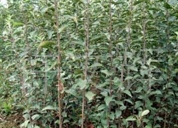 陜西矮化蘋(píng)果果樹(shù),批發(fā)矮化蘋(píng)果苗,果樹(shù)苗木,優(yōu)質(zhì)矮化蘋(píng)果種苗