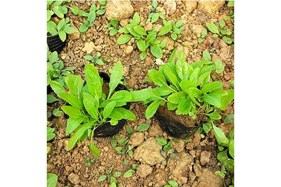 陜西鼠尾草種苗哪里買(mǎi),鼠尾草種苗成分