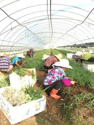 [白芨種苗批發(fā)]陜西漢中漢臺(tái)區(qū)白芨種苗 0.60元/棵白芨種苗基 _ 一畝田