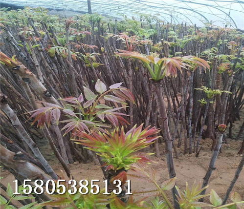 香椿樹(shù)苗在湖南常德哪個(gè)地方能買(mǎi)到苗露地香椿樹(shù)苗聯(lián)系方式