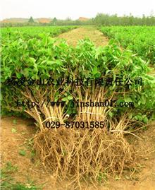 陜西西安楊凌金山農(nóng)業(yè)科技有限責(zé)任公司_金銀花,文冠果,除蟲(chóng)菊,黃連木,五味子_