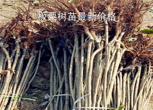 板栗樹苗最新價格多少錢一棵 種植幾年結果