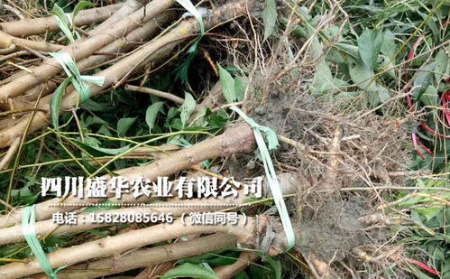 【4年生廣西李子苗、4公分廣西李子樹苗價格與報價】-