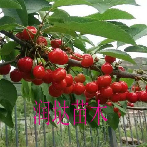 陜西陜西基地2公分櫻桃樹(shù)苗到位價(jià)格及種植指南