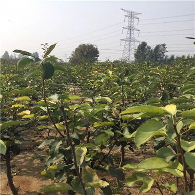 金秋梨樹(shù)苗批發(fā)價(jià)格與求購(gòu)指南——聚焦陜西種苗市場(chǎng)