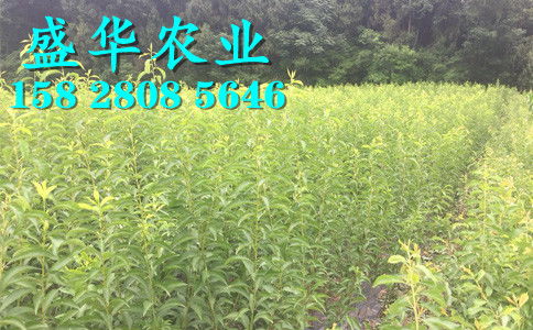 陜西脆紅李苗基地直銷(xiāo) 漢中、安康、商洛、寶雞等地區(qū)樹(shù)苗價(jià)格與種植優(yōu)勢(shì)