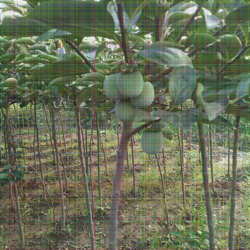 8公分柿子樹(shù) 果個(gè)大適應(yīng)性強(qiáng)，陜西種苗的優(yōu)選品種