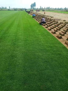 陜西姬擴建 優質精品種苗，全力打造陜西草坪之鄉
