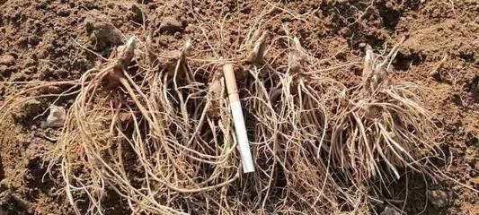 陜西商洛鎮(zhèn)安縣精品蒼術(shù)種苗批發(fā)，助力中藥材產(chǎn)業(yè)發(fā)展