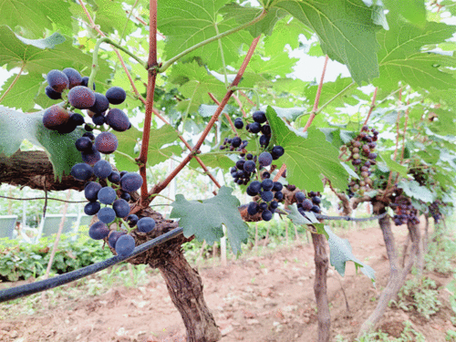 陜西楊凌葡萄種苗 萬(wàn)里國(guó)際合作添新枝