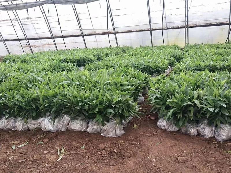 科技賦能育新苗 陜西秦蘊(yùn)慧耕激活中藥材產(chǎn)業(yè)新質(zhì)生產(chǎn)力