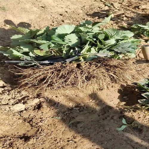 沈陽(yáng)市高產(chǎn)草莓苗推薦及陜西種苗選購(gòu)指南