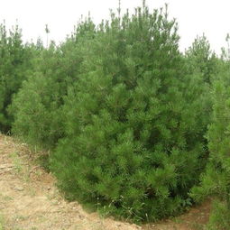 陜西榆林油松樹(shù)苗供應(yīng)與批發(fā)指南