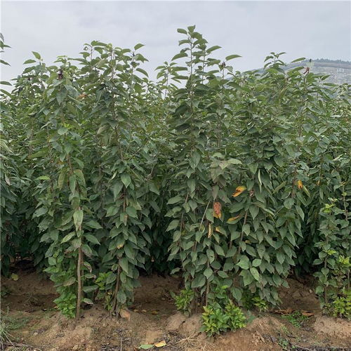 陜西西安桑提娜櫻桃苗 早熟品種的種植價(jià)值與市場(chǎng)前景