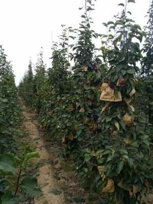 陜西庫(kù)爾勒香梨樹(shù)苗基地 廠家直供，品質(zhì)保障，最新報(bào)價(jià)信息速覽